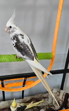 Cockatiel - Photo 5
