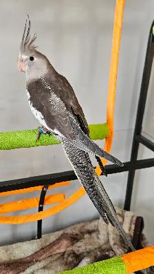 Cockatiel - Photo 6