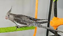 Cockatiel - Photo 7