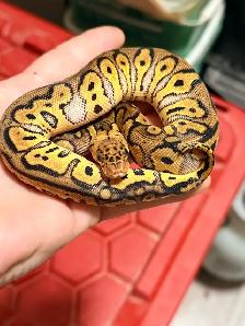 Ball Pythons For Sale