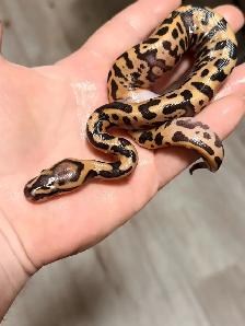 Ball Pythons For Sale - Photo 2