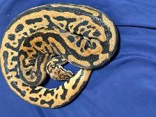Ball Pythons For Sale - Photo 3
