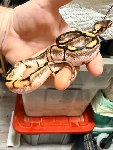 Ball Pythons For Sale - Photo 5