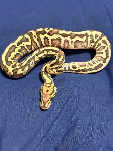 Ball Pythons For Sale - Photo 6