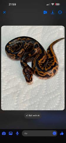 Ball Pythons For Sale - Photo 7