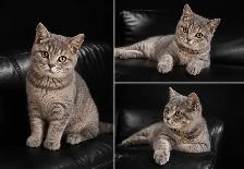 CHATONS SCOTTISH FOLD  TOP QUALITE - Photo 2