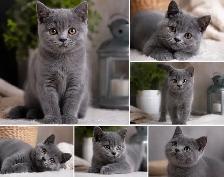CHATONS SCOTTISH FOLD  TOP QUALITE - Photo 3