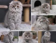 CHATONS SCOTTISH FOLD  TOP QUALITE - Photo 5