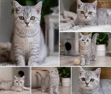 CHATONS SCOTTISH FOLD  TOP QUALITE - Photo 7