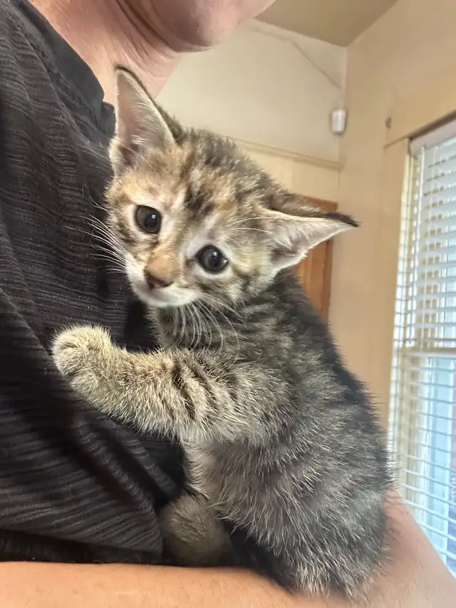 Farm Kittens. Free
