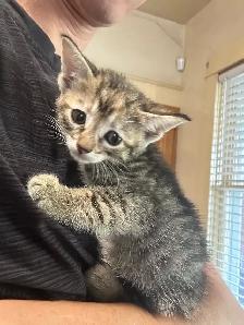 Farm Kittens. Free