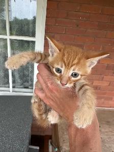 Farm Kittens. Free - Photo 2