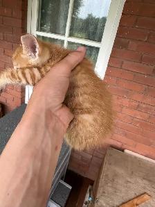 Farm Kittens. Free - Photo 3