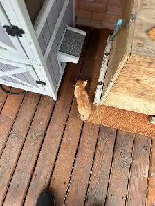Farm Kittens. Free - Photo 4
