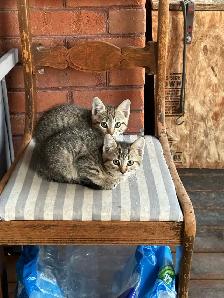 Farm Kittens. Free - Photo 5