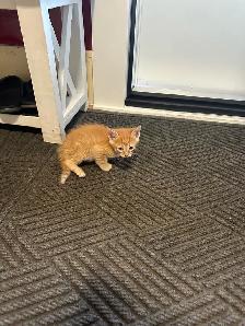 Farm Kittens. Free - Photo 7