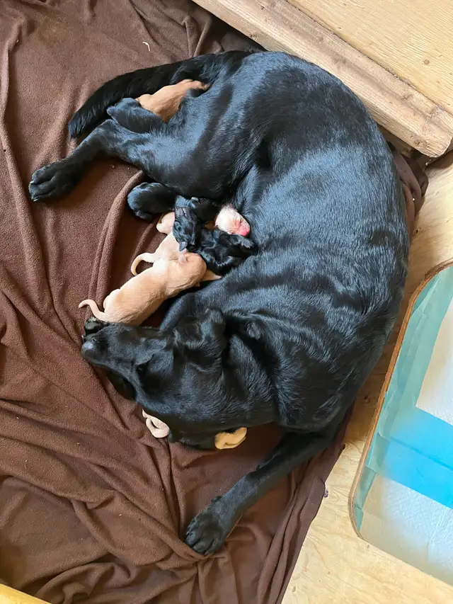 Black Lab × Golden Retriever Puppies