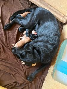 Black Lab × Golden Retriever Puppies