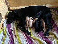 Black Lab × Golden Retriever Puppies - Photo 2