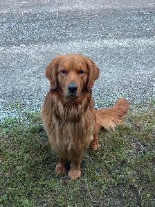 Black Lab × Golden Retriever Puppies - Photo 3