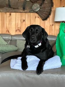 Black Lab × Golden Retriever Puppies - Photo 4