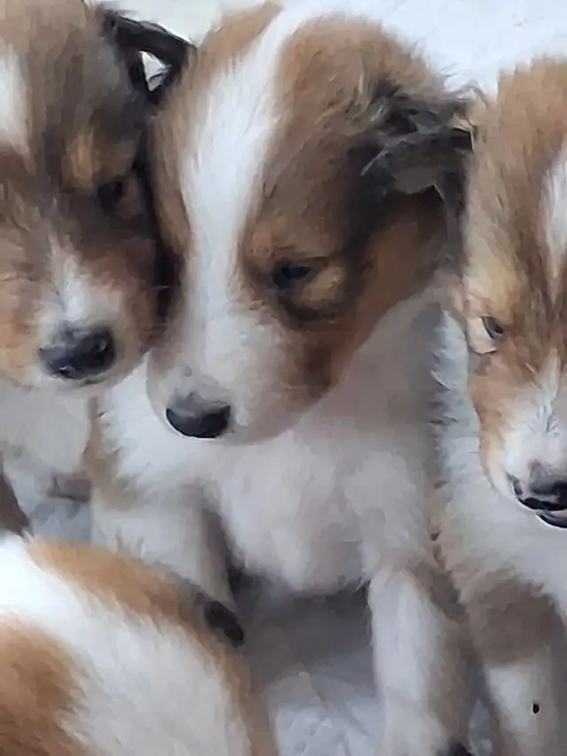Beautiful Rough Collie/Sheltie mix puppy