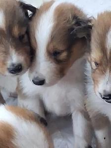 Beautiful Rough Collie/Sheltie mix puppy