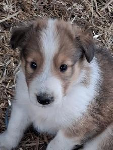 Beautiful Rough Collie/Sheltie mix puppy - Photo 2