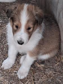 Beautiful Rough Collie/Sheltie mix puppy - Photo 3