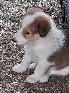 Beautiful Rough Collie/Sheltie mix puppy - Photo 4