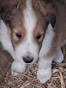 Beautiful Rough Collie/Sheltie mix puppy - Photo 5