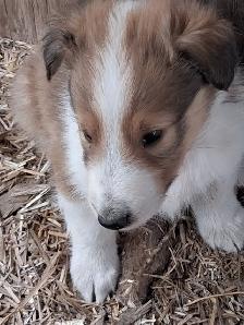Beautiful Rough Collie/Sheltie mix puppy - Photo 6