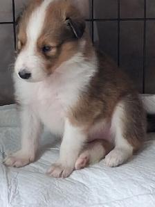 Beautiful Rough Collie/Sheltie mix puppy - Photo 7