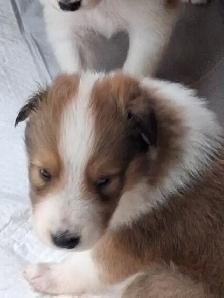 Beautiful Rough Collie/Sheltie mix puppy - Photo 8