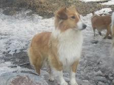 Beautiful Rough Collie/Sheltie mix puppy - Photo 10