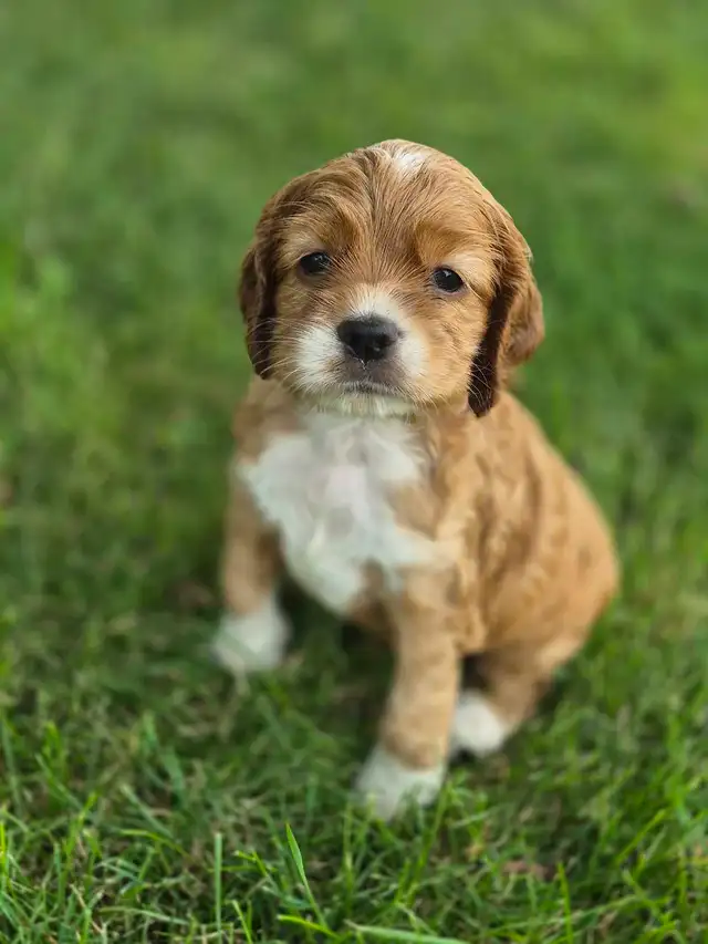 American Cocker Spaniel puppies