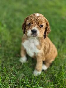 American Cocker Spaniel puppies