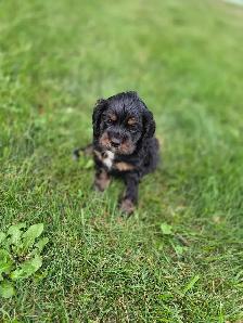 American Cocker Spaniel puppies - Photo 2