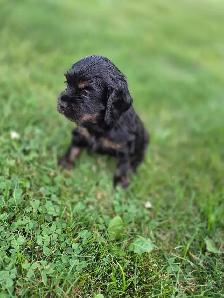 American Cocker Spaniel puppies - Photo 3