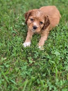 American Cocker Spaniel puppies - Photo 4