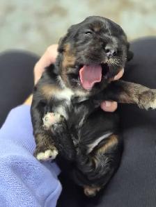 American Cocker Spaniel puppies - Photo 5