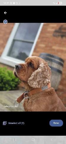 American Cocker Spaniel puppies - Photo 6