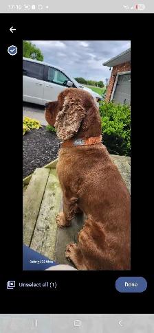 American Cocker Spaniel puppies - Photo 7