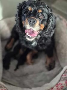 American Cocker Spaniel puppies - Photo 8