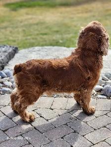 American Cocker Spaniel puppies - Photo 9