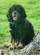 American Cocker Spaniel puppies - Photo 10