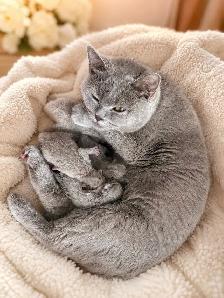 LILAC BRITISH SHORT HAIR KITTENS