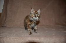 MAINE COON KITTENS, PUREBRED - Photo 8