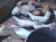 White hens ready to lay eggs, Poules. Blanche prêtes à pondres