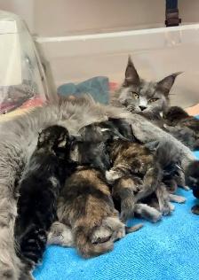Purebred Maine Coon Kittens – Now Open for Reservation!